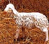 50 Inch Scale Sheep