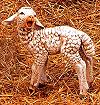 50 Inch Scale Standing Sheep