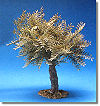 5 Inch Small Olive Tree