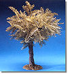 5 Inch Large Olive Tree